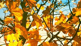 Feuilles d'automne
