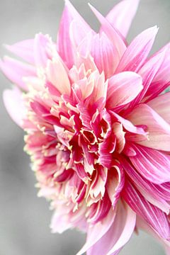 Dahlia pink by Roswitha Lorz