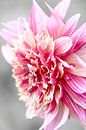 Dahlia roze van Roswitha Lorz thumbnail