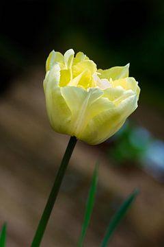 Ein Frühlingsgruß mit einer schönen romantischen gelben Tulpe von Miny'S