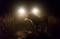 Night Encounter! by Claudia van Zanten thumbnail