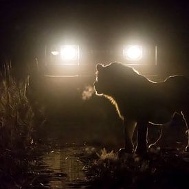 Night Encounter! by Claudia van Zanten
