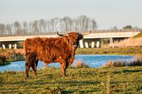 Schottische Highlander in der Abendsonne