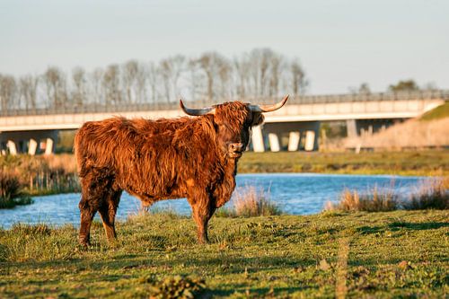 Schotse Hooglander in het avondzonnetje