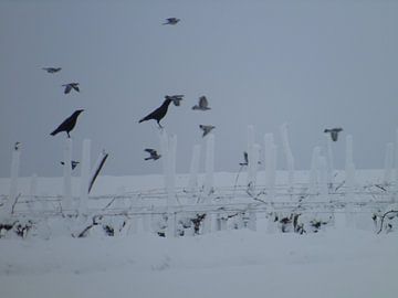 vogels in de sneeuw van Mirjam Jezewski