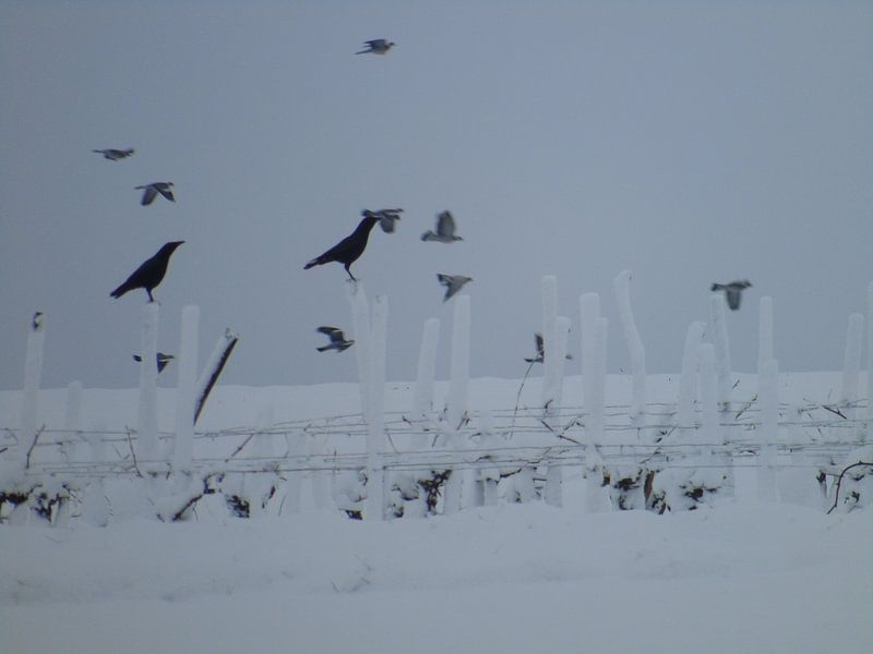 vogels in de sneeuw by Mirjam Jezewski