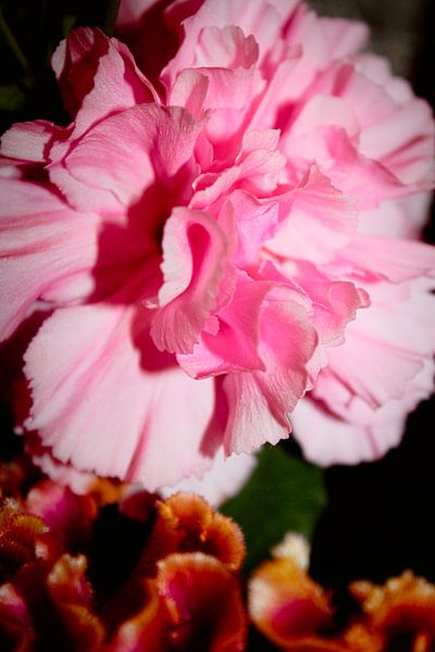 Nelke rosa von C. Catharina