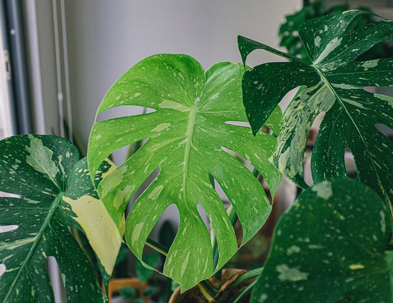 Monstera by Hello Pompoyo