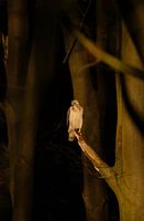 Weißer Bussard