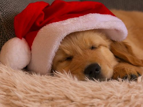 Golden Retriever Dog with Santa Hat