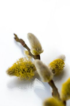 Première fleur sur Limoengroen