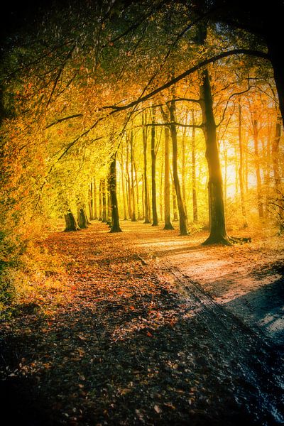 parc naturel en automne par Ariadna de Raadt-Goldberg