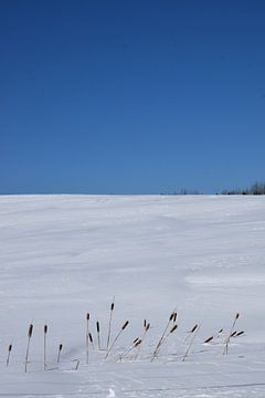 Ein Feld im Winter unter blauem Himmel von Claude Laprise