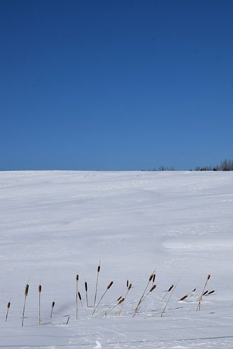 Een veld in de winter onder een blauwe hemel