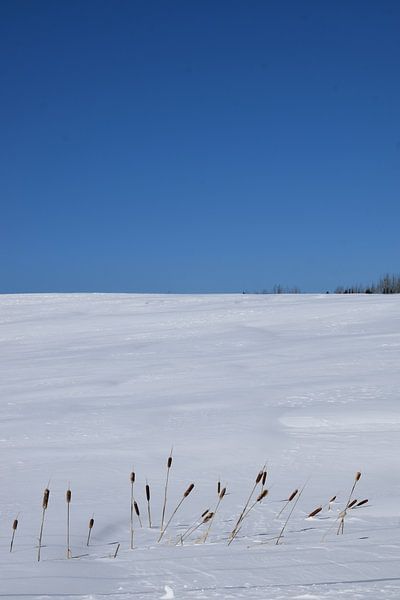 A field in winter under blue skies by Claude Laprise