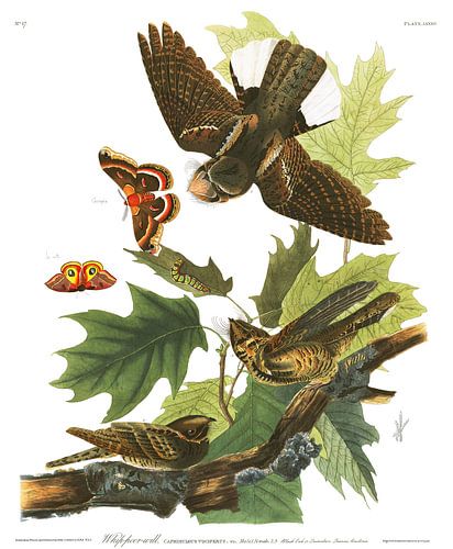 Whippoorwill