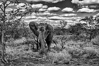 Olifant in de bush zwart-wit