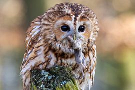 Tawny owl with mouse by Teresa Bauer