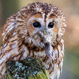 Tawny owl with mouse by Teresa Bauer