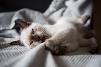 Siamese kat kitten.