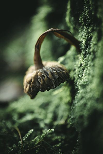 Hängepilz von Jan