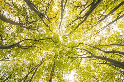 Vue ascendante dans une forêt de hêtres à feuilles brunes sur la colline
