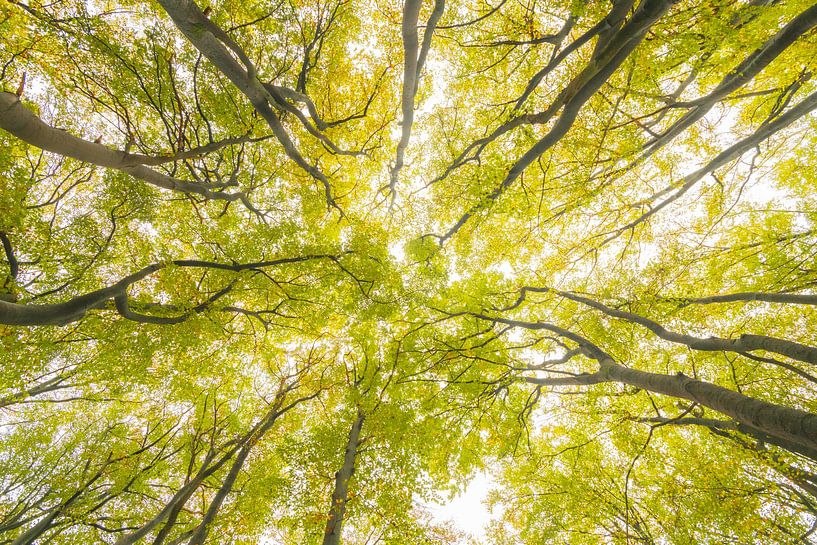 Upwards view in a beech tree forest with brown leafs on the hill by Sjoerd van der Wal Photography
