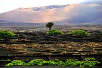 Lanzarote