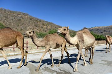 Junge Kamele von Alphapics