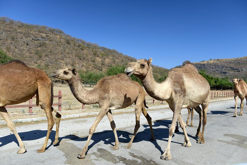 Junge Kamele von Alphapics