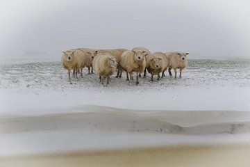 Sheep in the winter cold