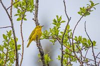 Yellow singer in Alaska
