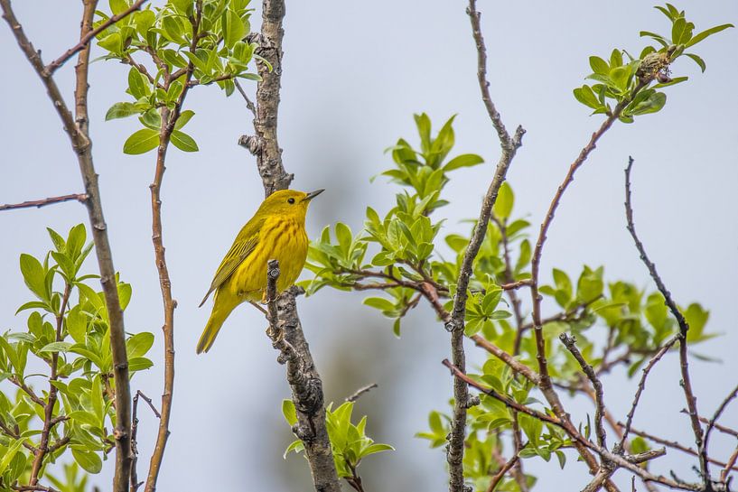 Yellow singer in Alaska by Peter Boers