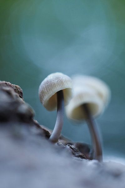 Champignons sur une souche d'arbre par Astrid Brouwers