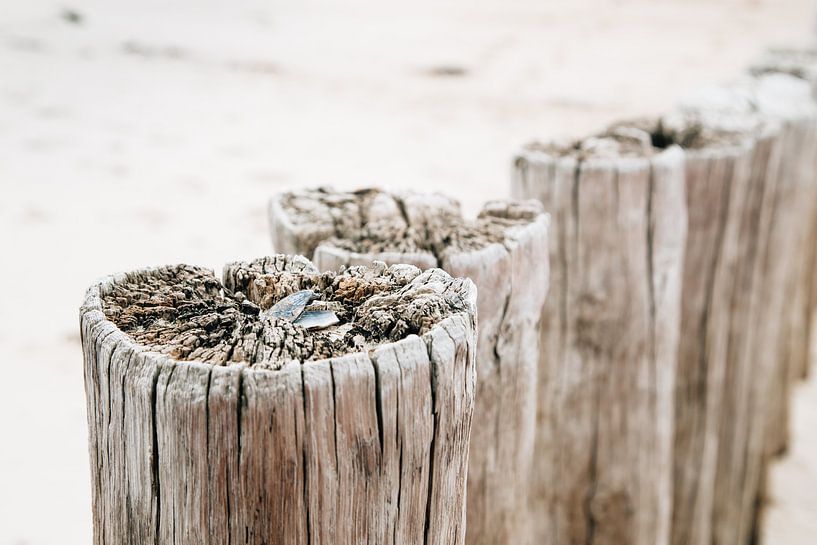 Paalhoofd met mossel, met vage achtergrond. by Ria Peene