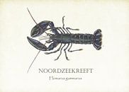 North Sea lobster by Jasper de Ruiter thumbnail