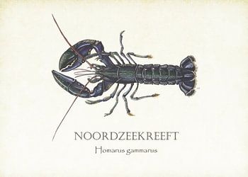 North Sea lobster