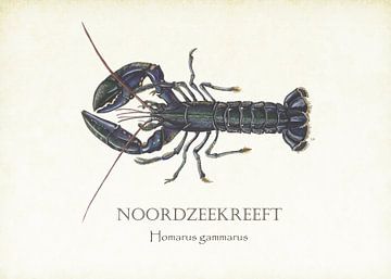 North Sea lobster by Jasper de Ruiter