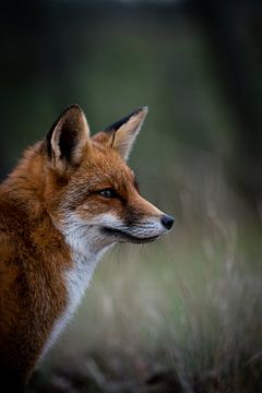 Vos in zijn natuurlijke leefomgeving van Yoan Izetov