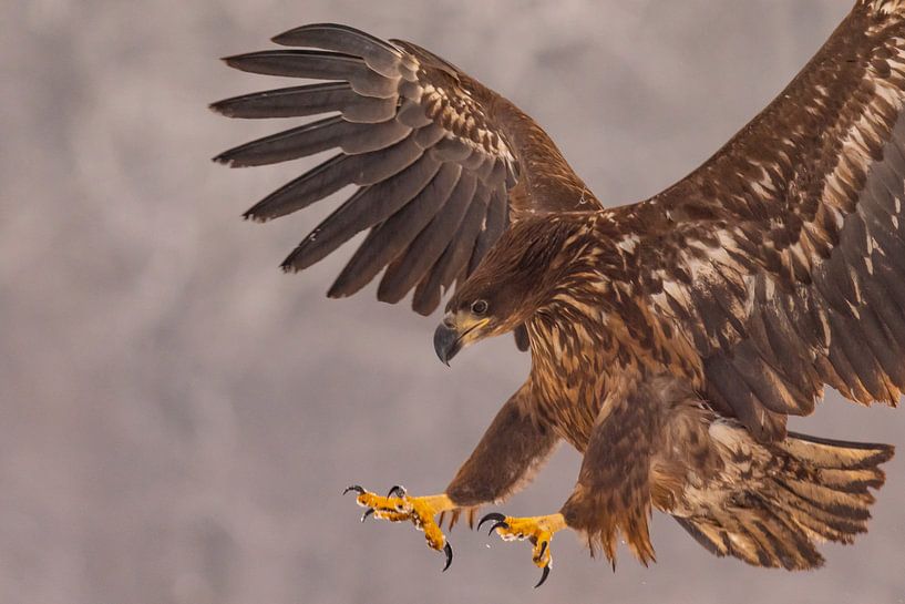 Bald eagle (Haliaeetus albicilla), bird of prey. by Gert Hilbink