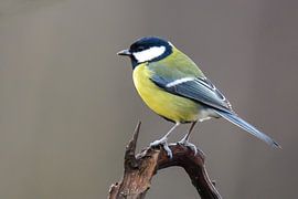 Great Tit by Bert de Boer