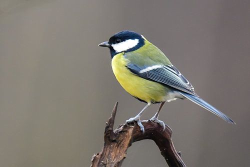 Great Tit