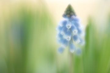 Muscari van Janny Kleijn