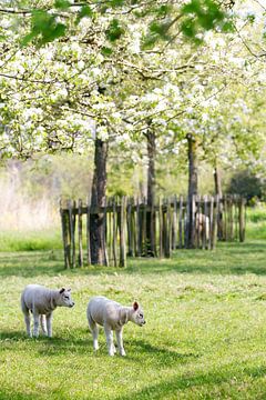 Lamb in the blossom by Marianne Jonkman