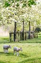 Lammetjes in de bloesem van Marianne Jonkman thumbnail