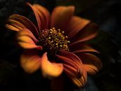 Flower (in warm colors) by Marjolijn van den Berg thumbnail