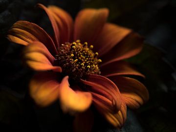 Fleur (dans des couleurs chaudes) sur Marjolijn van den Berg