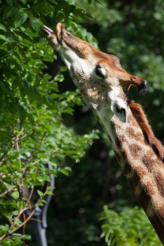 Giraffe's nek close-up, het dier regaleert zichzelf met sappig groen bladerdek van een boom, felle k