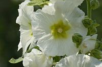 White hollyhock