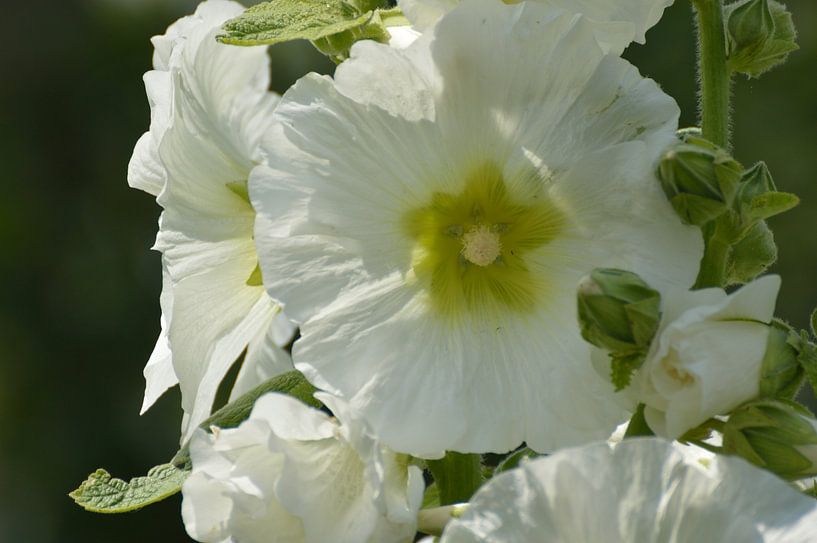 White hollyhock by Jeffry Clemens